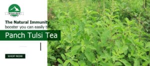 Read more about the article Panch Tulsi Tea – The natural immunity booster you can easily take